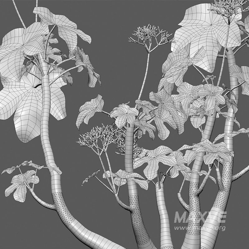 Jatropha podagrica – Bottle Euphorbia – Buddha Belly 02 - Image 4