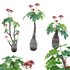 Jatropha podagrica – Bottle Euphorbia – Buddha Belly 02 - Thumbnail 1