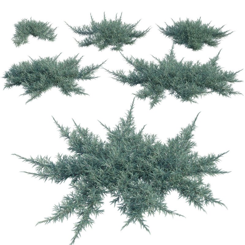 Juniperus horizontalis – Creeping Juniper - Image 1