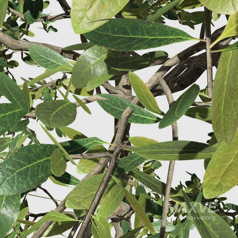 Khaya senegalensis - Image 2