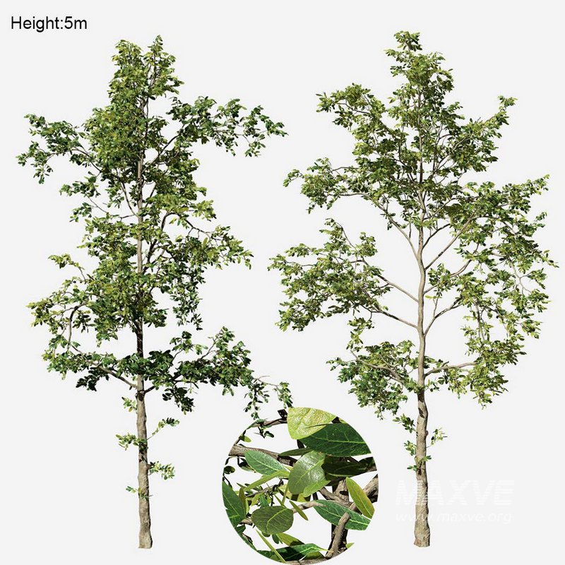 Khaya senegalensis - Image 1