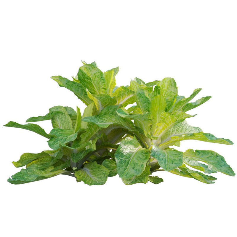 Lactuca sativa – Lettuce - Image 2