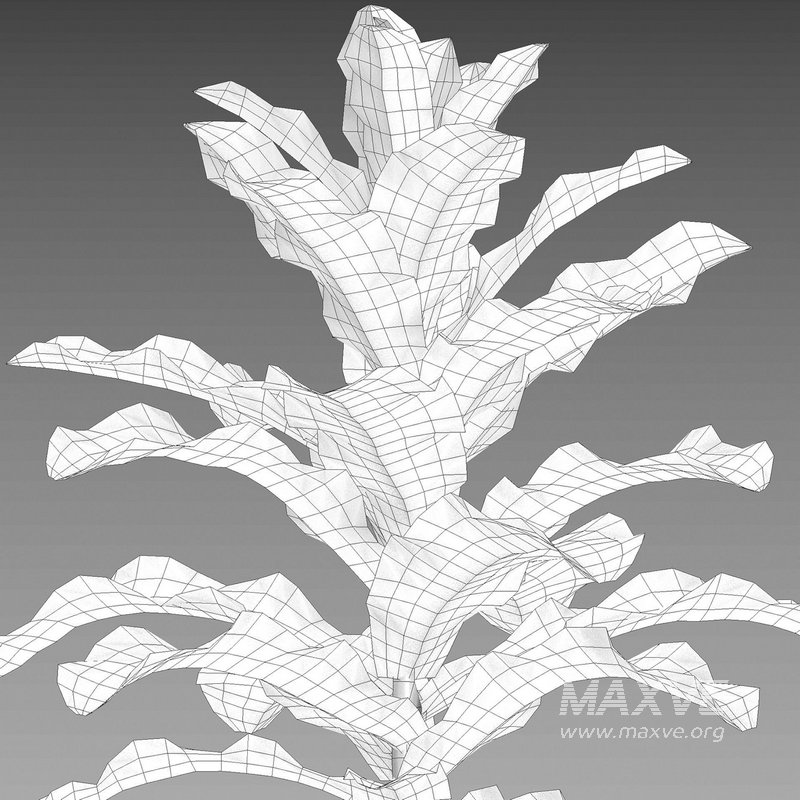 Lactuca sativa – Lettuce - Image 5