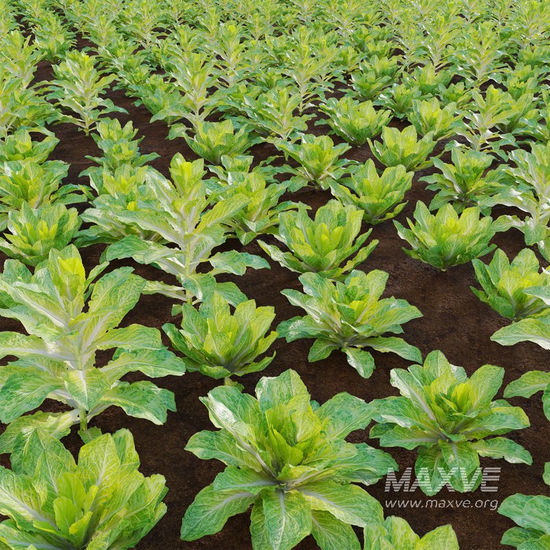 Lactuca sativa – Lettuce - Image 4
