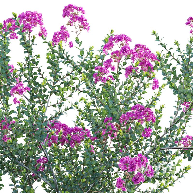 Lagerstroemia indica – Crepe Myrtle - Image 3