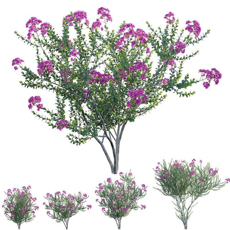 Lagerstroemia indica – Crepe Myrtle - Image 1