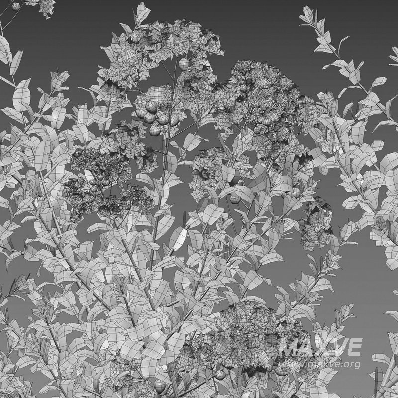 Lagerstroemia indica – Crepe Myrtle - Image 4