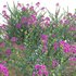Lagerstroemia indica – Crepe Myrtle - Thumbnail 2
