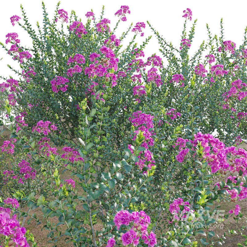 Lagerstroemia indica – Crepe Myrtle - Image 2