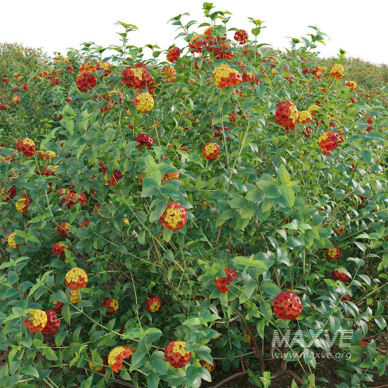Lantana camara – Shrub Verbena - Image 4