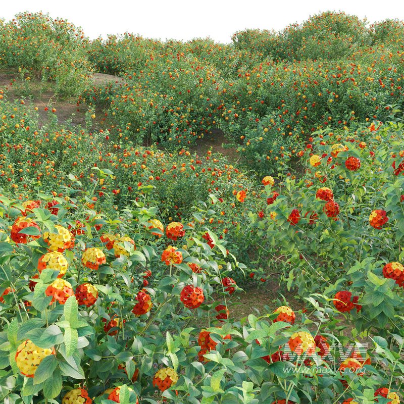 Lantana camara – Shrub Verbena - Image 3