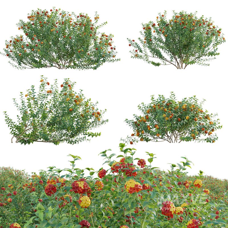 Lantana camara – Shrub Verbena - Image 1