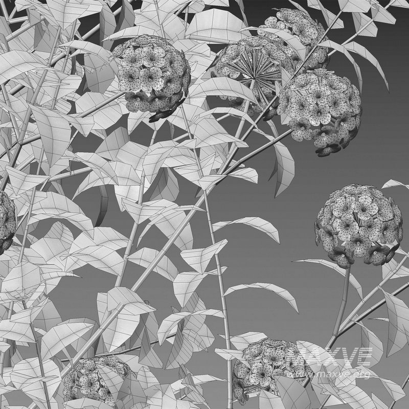 Lantana camara – Shrub Verbena - Image 5