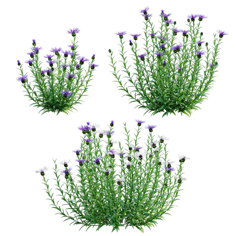 Centaurea – Cornflower – Bachelor button 01 - Image 1