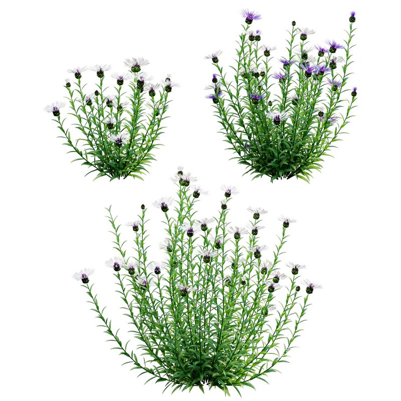 Centaurea – Cornflower – Bachelor button 02 - Image 1