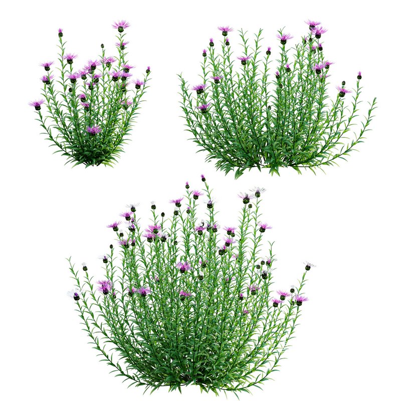 Centaurea – Cornflower – Bachelor button - Image 1