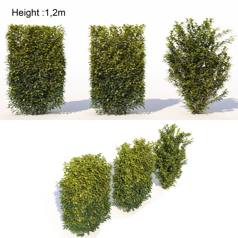 Laurus nobilis 02 - Image 1