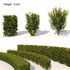 Laurus nobilis 04 - Thumbnail 1
