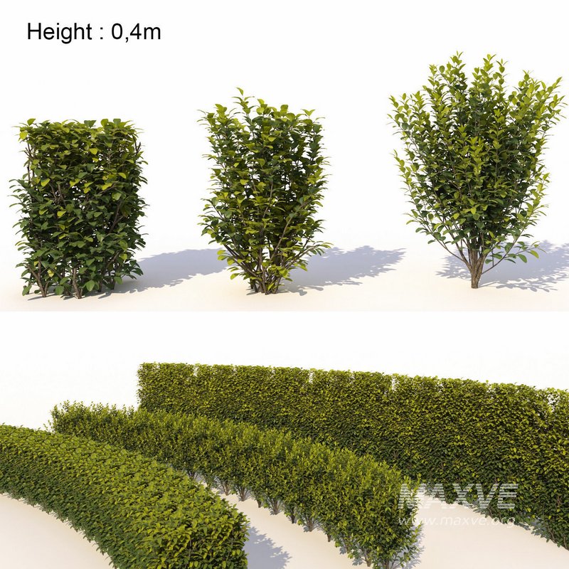 Laurus nobilis 04 - Image 1