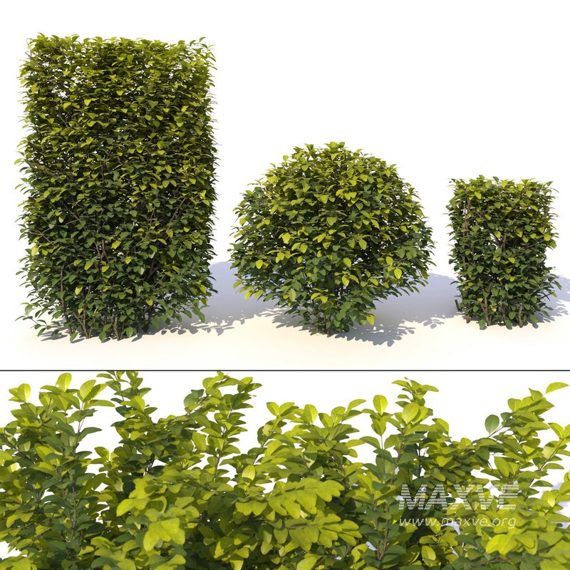 Laurus nobilis 01 - Image 1