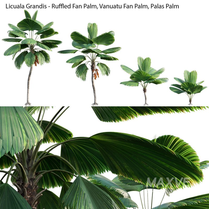 Licuala Grandis – Ruffled Fan Palm - Image 2