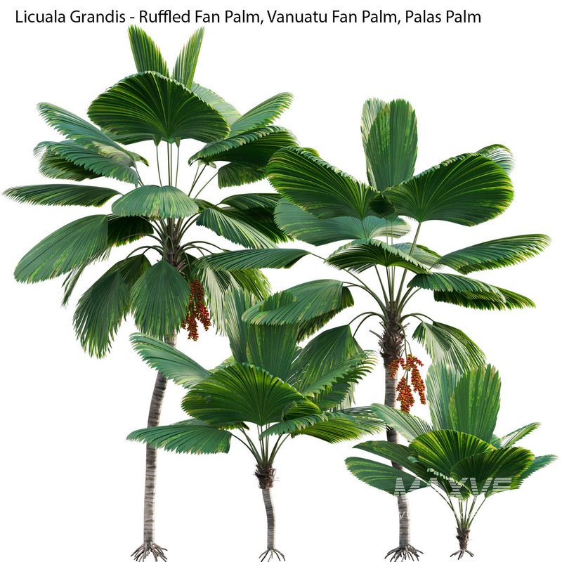 Licuala Grandis – Ruffled Fan Palm - Image 1