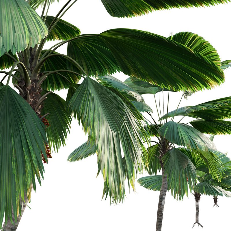 Licuala Grandis – Ruffled Fan Palm - Image 3