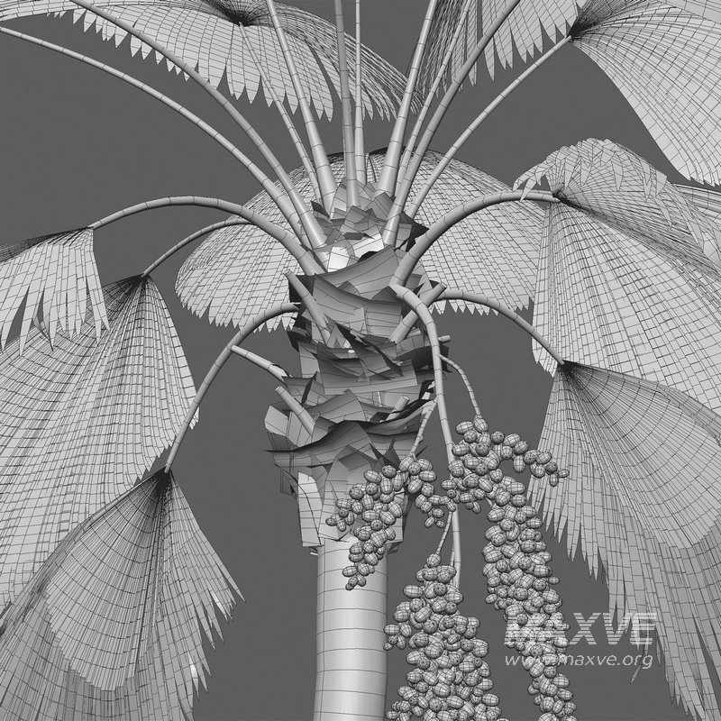 Licuala Grandis – Ruffled Fan Palm - Image 4