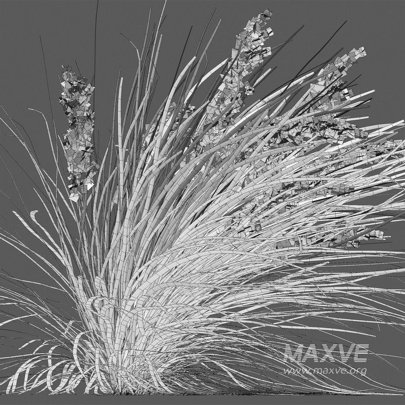 Lomandra Longifolia Nyalla – Mat Rush 02 - Image 4