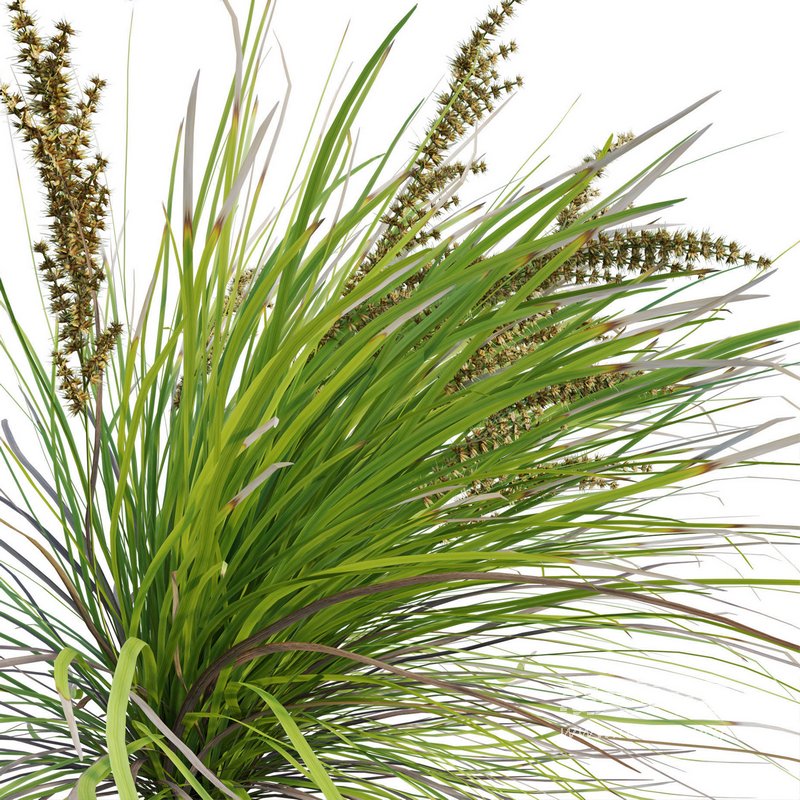 Lomandra Longifolia Nyalla – Mat Rush 02 - Image 3
