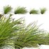 Lomandra Longifolia Nyalla – Mat Rush 02 - Thumbnail 2