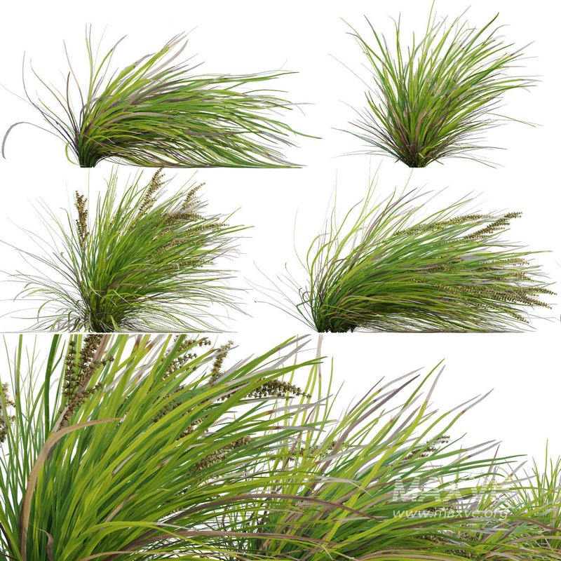 Lomandra Longifolia Nyalla – Mat Rush 02 - Image 1
