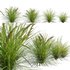 Lomandra Longifolia Nyalla – Mat Rush - Thumbnail 2