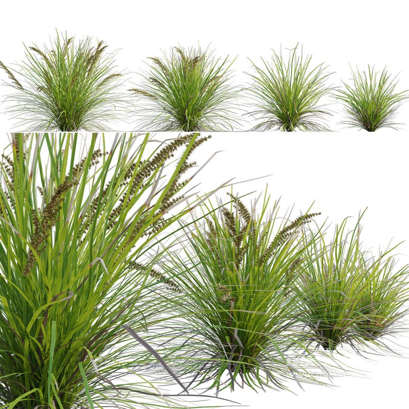 Lomandra Longifolia Nyalla – Mat Rush - Image 2