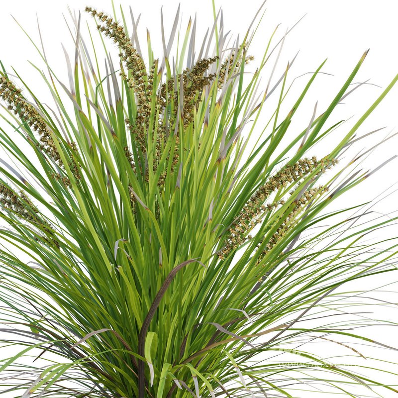 Lomandra Longifolia Nyalla – Mat Rush - Image 3