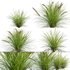 Lomandra Longifolia Nyalla – Mat Rush - Thumbnail 1