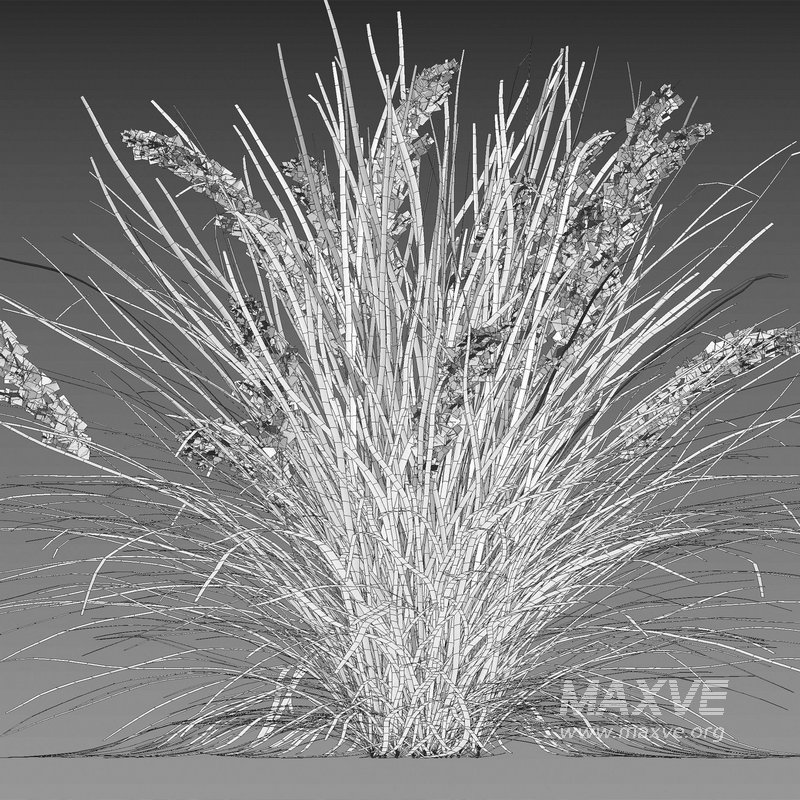 Lomandra Longifolia Nyalla – Mat Rush - Image 4