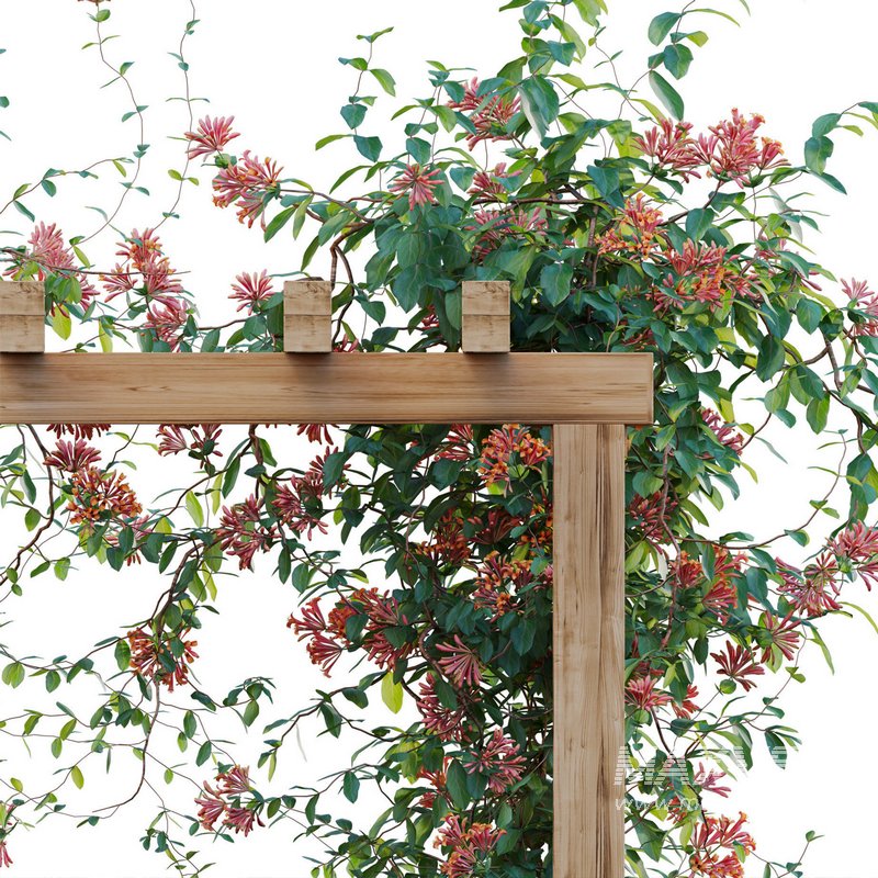 Lonicera Mandarin – Honeysuckle 01 - Image 3