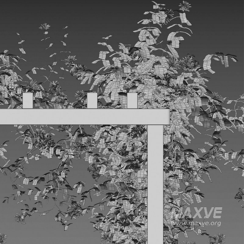 Lonicera Mandarin – Honeysuckle 01 - Image 4