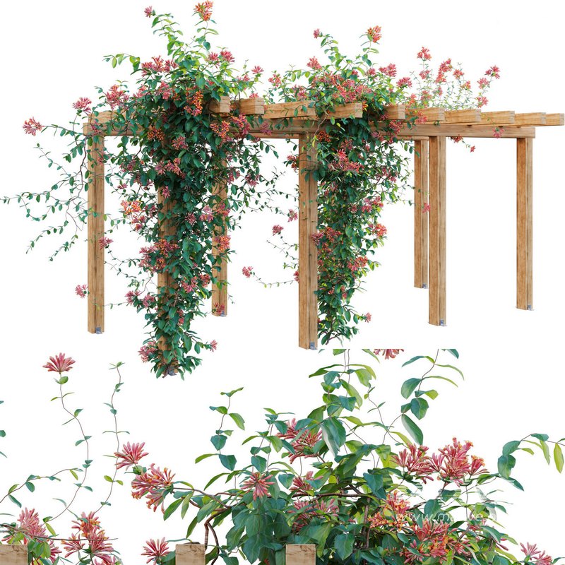 Lonicera Mandarin – Honeysuckle 01 - Image 2