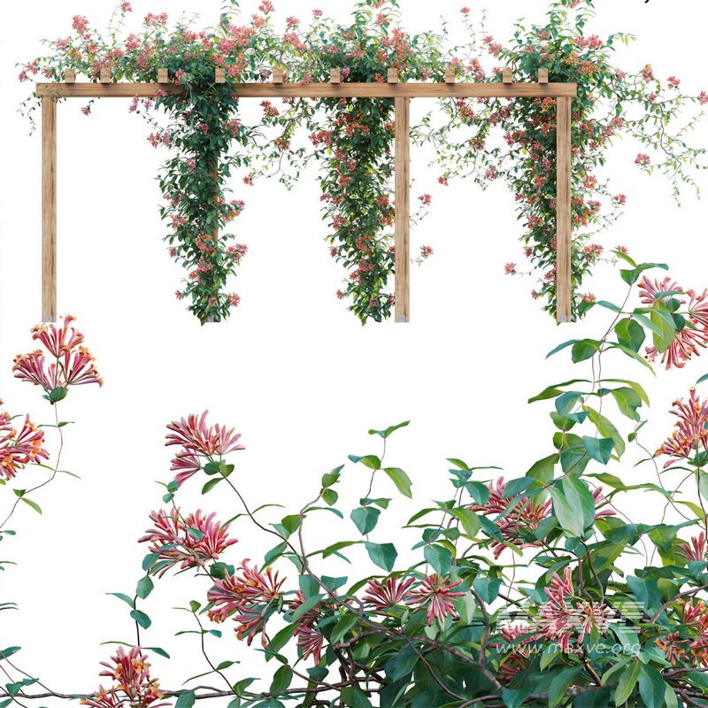 Lonicera Mandarin – Honeysuckle 01 - Image 1