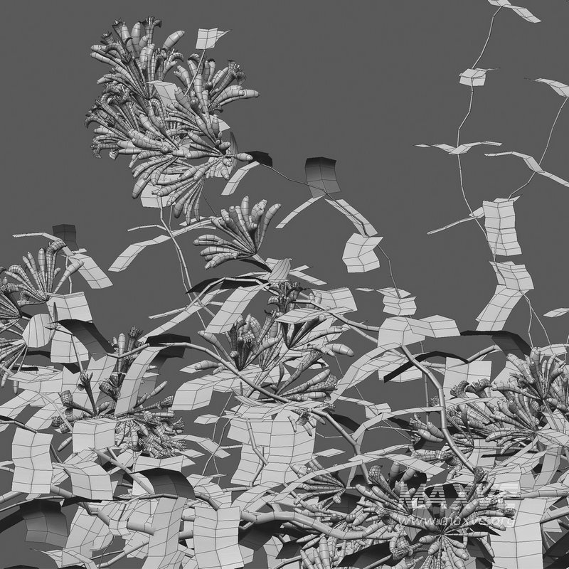 Lonicera Mandarin – Honeysuckle 03 - Image 4