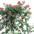 Lonicera Mandarin – Honeysuckle 02 - Thumbnail 3