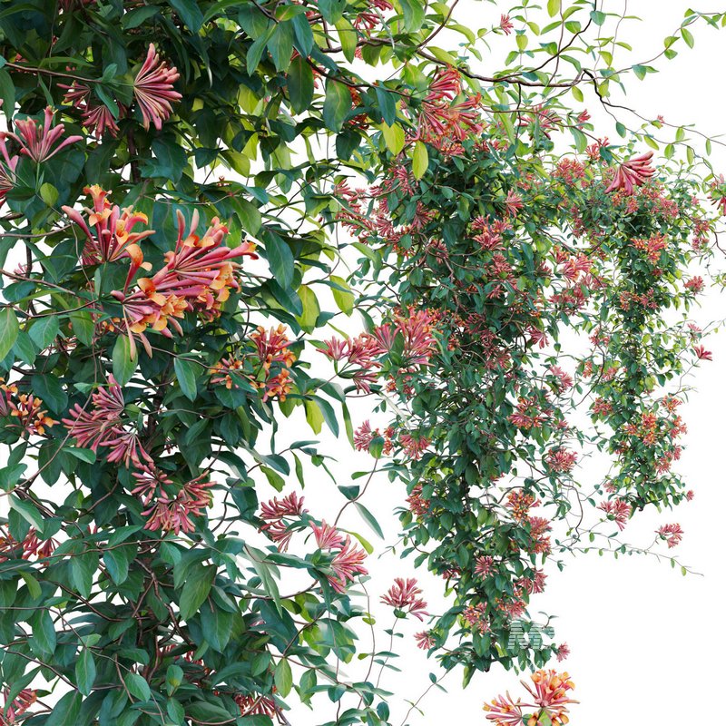 Lonicera Mandarin – Honeysuckle 03 - Image 3