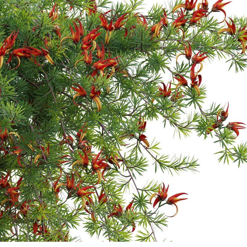 Lotus berthelotii – Parrots Beak 02 - Image 4