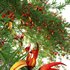 Lotus berthelotii – Parrots Beak 02 - Thumbnail 3