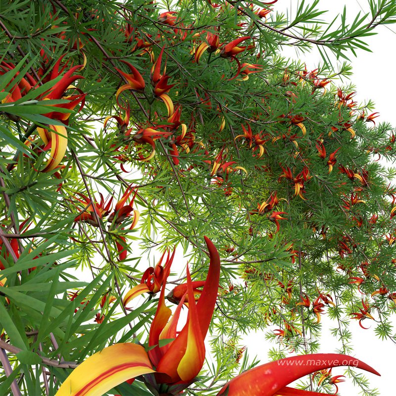 Lotus berthelotii – Parrots Beak 02 - Image 3