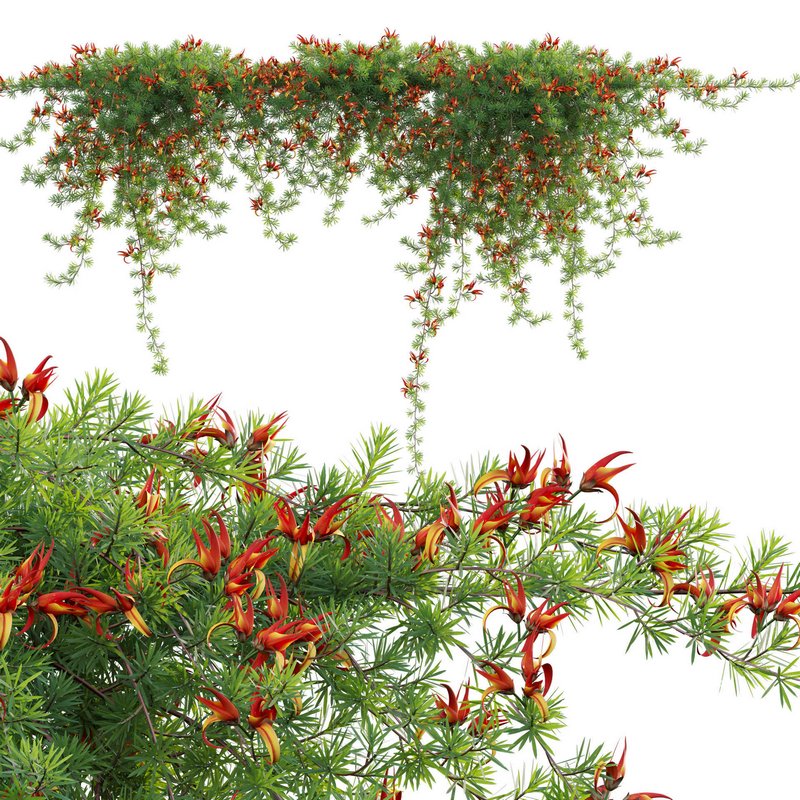 Lotus berthelotii – Parrots Beak 02 - Image 2