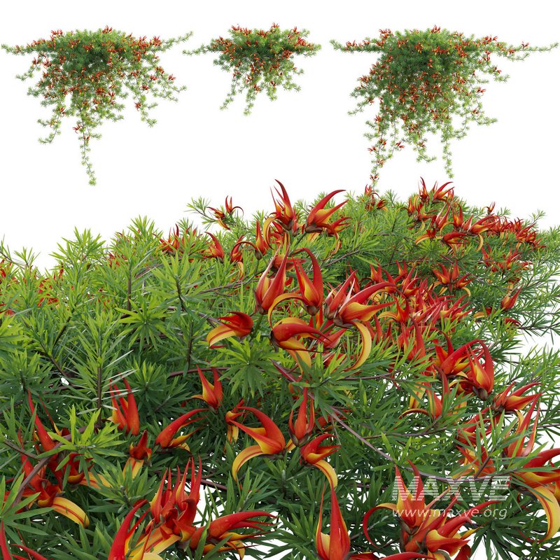 Lotus berthelotii – Parrots Beak 02 - Image 1