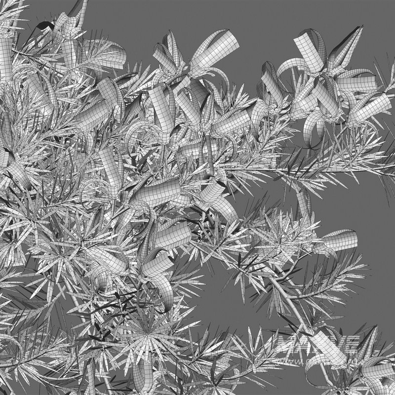 Lotus berthelotii – Parrots Beak 02 - Image 5